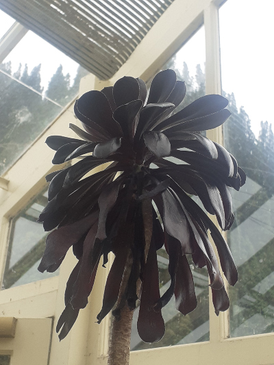 A tall plant with dark brown leaves on it